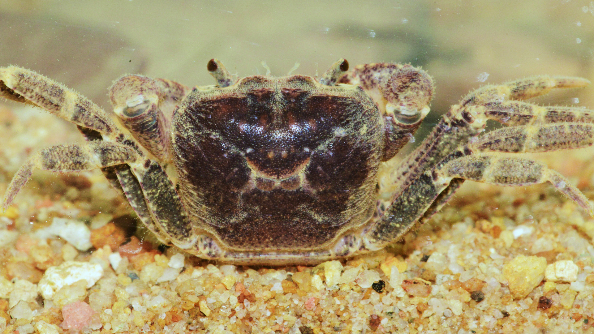 Freshwater fishes and invertebrates
